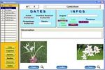 Orchidées à télécharger Orchidées