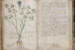 Le manuscrit de Voynich à télécharger Le manuscrit de Voynich