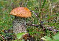 Free Mushrooms Screensaver