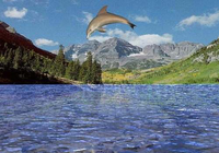 free 3D Dolphin Aqua