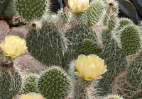 Flowering Cacti Screensaver