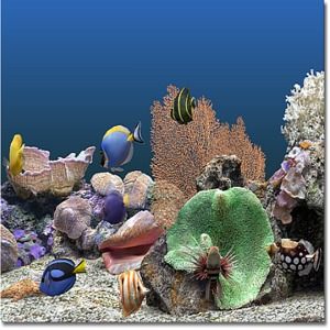 Télécharger Marine Aquarium 32 Pour Windows Freeware