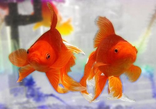 free goldfish aquarium screensaver